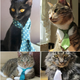 Illustration for article titled Cat Neckties Are Things That Exist; Are Popular